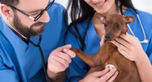 free vet tech ce